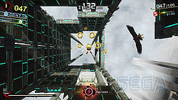 Shadow mit Sturzflug in die Tiefe. Ob ihn der Adler im Bild auffangen wird?